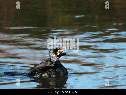 Grand cormoran juste avant le décollage en hiver Banque D'Images