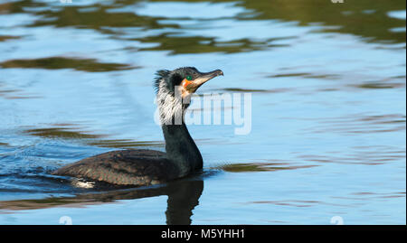 Grand cormoran juste avant le décollage en hiver Banque D'Images