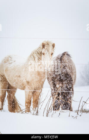 Beaux chevaux poilue debout derrière la clôture électrique dans les fortes chutes de neige. Ferme norvégienne en hiver. Chevaux à blizzard. Belle ferme des animaux. Banque D'Images