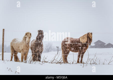 Beaux chevaux poilue debout derrière la clôture électrique dans les fortes chutes de neige. Ferme norvégienne en hiver. Chevaux à blizzard. Belle ferme des animaux. Banque D'Images