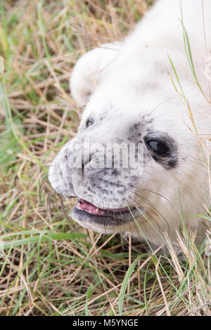 Donna Nook, Lincolnshire, ANGLETERRE - 15 novembre : Close up sur un moelleux mignon bébé nouveau-né bébé phoque gris le 15 nov 2016 à Donna Nook Seal Sanctuary, Lincolnshire W Banque D'Images