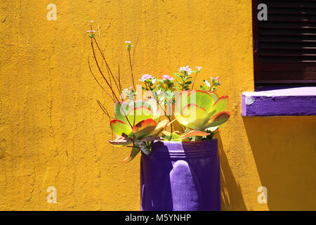 Les maisons colorées à l'extérieur de fleurs du dynamique quartier de Bo-Kaap, autrefois connu sous le nom de quartier de Malay, en Afrique du Sud Banque D'Images