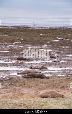 Donna Nook, Lincolnshire, ANGLETERRE - 15 Novembre : Les phoques gris viennent à terre à la fin de l'automne à la naissance dans les vasières le 15 nov 2016 à Donna Nook Seal Sanctuary, Linc Banque D'Images