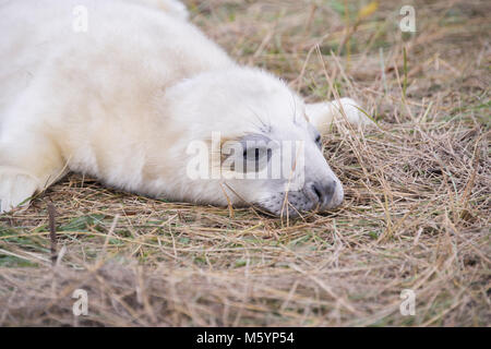 Donna Nook, Lincolnshire, ANGLETERRE - 15 novembre : Close up sur un moelleux mignon bébé nouveau-né bébé phoque gris le 15 nov 2016 à Donna Nook Seal Sanctuary, Lincolnshire W Banque D'Images