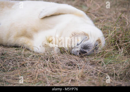 Donna Nook, Lincolnshire, ANGLETERRE - 15 novembre : Close up sur un moelleux mignon bébé nouveau-né bébé phoque gris le 15 nov 2016 à Donna Nook Seal Sanctuary, Lincolnshire W Banque D'Images