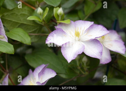 Clematis 'Lucky Charm' fleurs. Banque D'Images