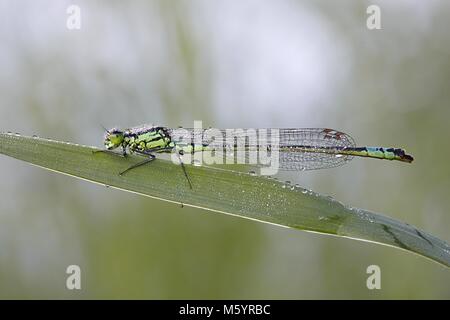 Demoiselle du Nord, également appelé lance de Coenagrion hastulatum, bluet Banque D'Images