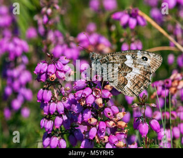 Papillon ombre perché sur Heather Bell. Chobham Common, Surrey, Angleterre. Banque D'Images