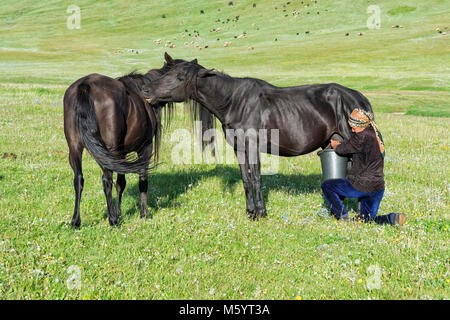 Femme kirghize traire une mare sur les pâturages de montagne, lac Kol Chanson, province de Naryn, du Kirghizistan, de l'Asie centrale Banque D'Images