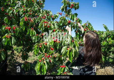 La cueillette des cerises de Céret au domaine Saque à Céret (sud de la France). La cueillette dans les vergers. Woman picking cherries Banque D'Images