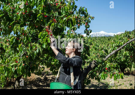 La cueillette des cerises de Céret au domaine Saque à Céret (sud de la France). La cueillette dans les vergers. Woman picking cherries Banque D'Images