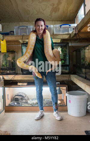 Une personne réelle montre et affiche leur collection de reptiles et de serpents de l'aquariums Banque D'Images