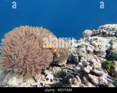 Amphiprion nigripes (Maldive poisson clown ou blackfinned poisson clown). La vie marine, les poissons des récifs coralliens, aux Maldives, l'océan Pacifique. Environnement naturel, n Banque D'Images