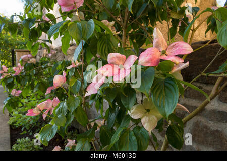 Close-up de bractées floraison rose sur dogwood arbre avec arbustes et plantes frontaliers mixtes au coin de belle, jardin privé - Yorkshire, Angleterre, Royaume-Uni. Banque D'Images