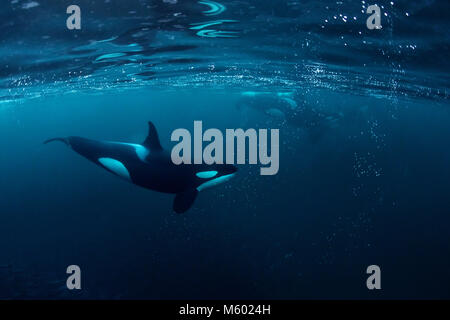 Huntig épaulards, Orcinus orca, hareng, Andfjorden Île Andoya, Norvège Banque D'Images