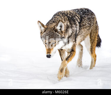 Loup rouge dans la neige XII Banque D'Images