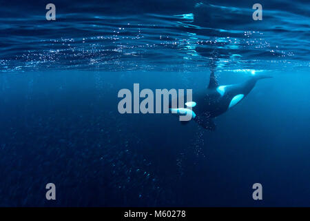 Huntig épaulards, Orcinus orca, hareng, Andfjorden Île Andoya, Norvège Banque D'Images