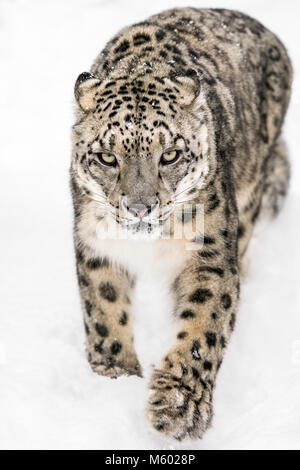 Snow Leopard sur le Prowl XIV Banque D'Images