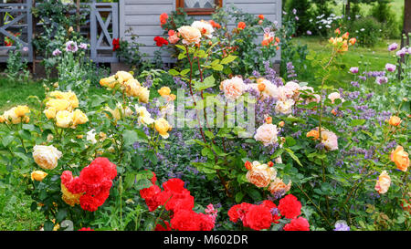 Lit de la fleur rouge, jaune, orange roses dans le soleil après la pluie de l'arrière-plan d'une petite maison de bois, de style rural, l'été les loisirs de plein air. Attra Banque D'Images