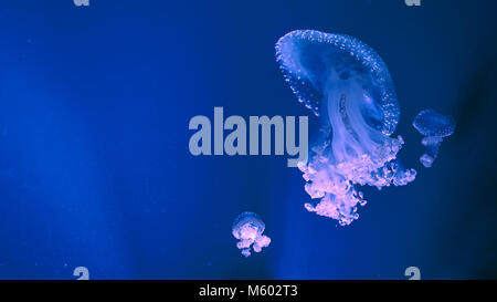 Australian Spotted jelly nage du poisson dans l'aquarium. Phyllorhiza punctata, méduses inoffensives. Copy space Banque D'Images