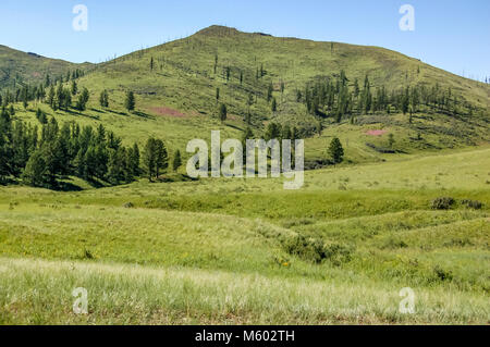 Collines luxuriantes prairies & de steppe de Mongolie centrale Banque D'Images