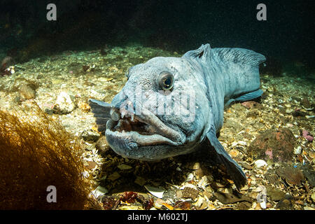 Loup atlantique (Anarhichas lupus), l'océan Atlantique Nord, l'Islande Banque D'Images