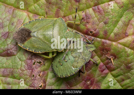 Nymphe et adulte de vert commun Shieldbug (Palomena prasina) reposant sur des feuilles de mûrier. Tipperary, Irlande Banque D'Images