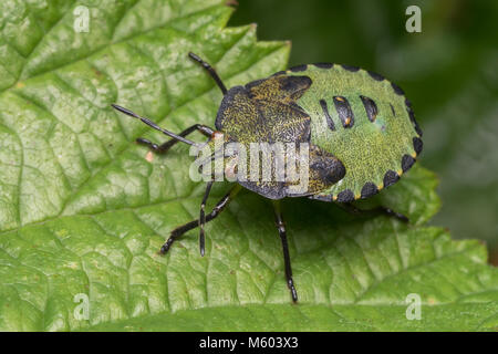 Vert commun nymphe Shieldbug (Palomena prasina) au repos sur une feuille. Tipperary, Irlande Banque D'Images