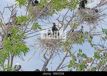 Cormoran à aigrettes double dans un arbre de nidification sur le lac Grotte de Fergus Falls, Minnesota Banque D'Images