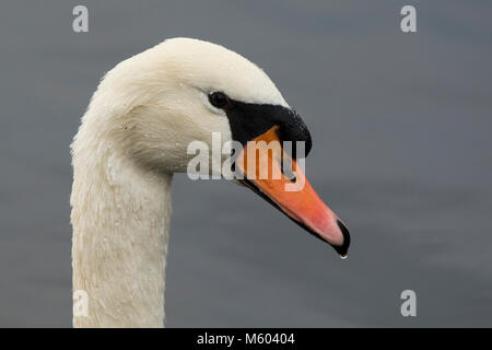 La photo en gros de mute swan (Cygnus olor) montrant la tête. Tipperary, Irlande Banque D'Images