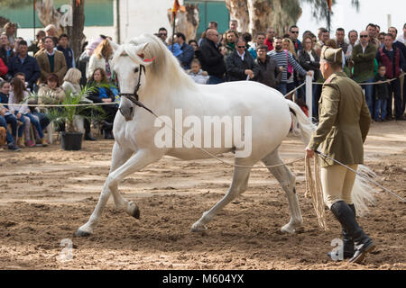 Dans un étalon arabe Hispano horse show Banque D'Images