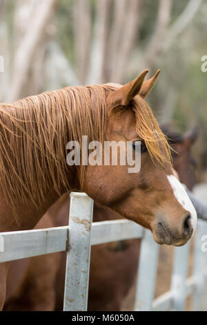 Jeune cheval arabe hispano Banque D'Images