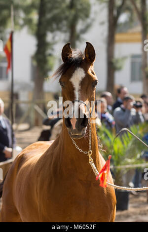 Cheval Arabe belle mare dans un spectacle Banque D'Images