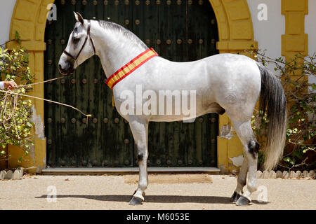 Le hispanoarabien champion cheval foire du cheval à Jerez Banque D'Images