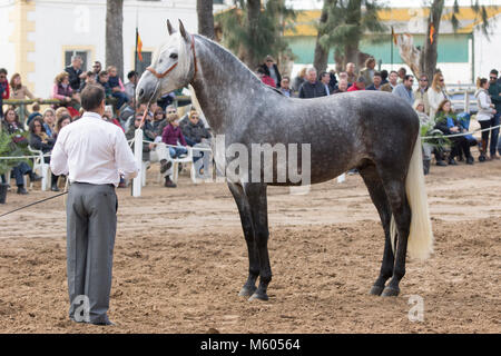 Cheval Espagnol pur arrêté dans un spectacle Banque D'Images