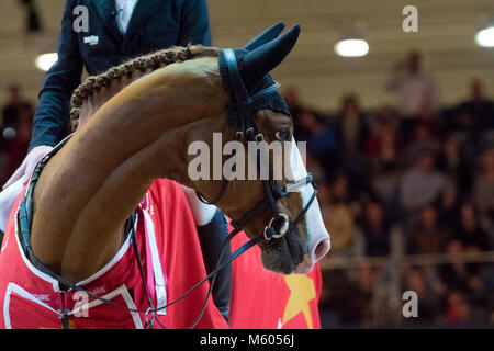 Le champion Fred Funky - showjumper horse westphalien Banque D'Images