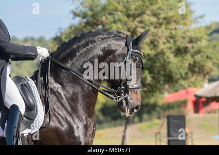 Deutsches Reitpferd stallion en dressage Banque D'Images