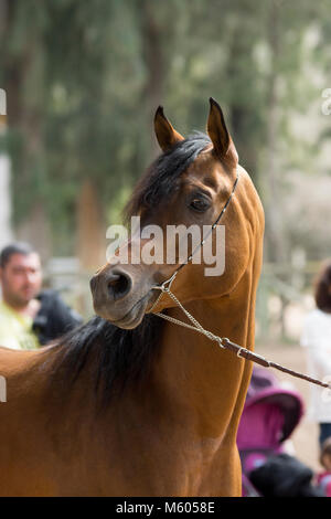 Arabian Stallion dans un spectacle à Jerez Banque D'Images