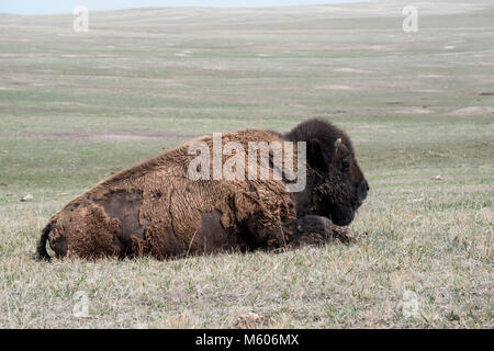 Le Dakota du Sud. Badlands National Park. American bison, Bison bison. La sieste de bison dans la prairie. Banque D'Images