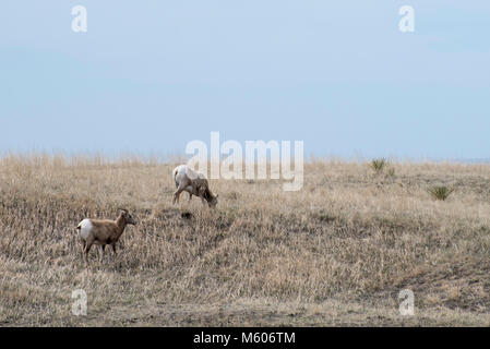 Le Dakota du Sud. Badlands National Park. Mouflons, Ovis canadensis. Deux mouflons le pâturage dans les Badlands. Banque D'Images
