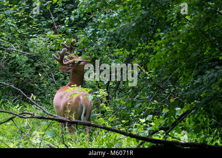 Vadnais Heights, Minnesota. John H. Allison forêt. Le cerf de Virginie, l'Odocoileus virginianus. Le cerf avec ses bois de velours buck manger la veget Banque D'Images