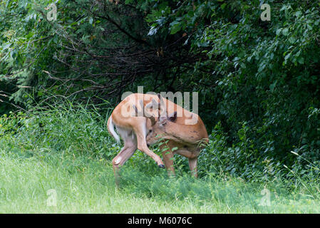 Vadnais Heights, Minnesota. John H. Allison forêt. Le cerf de Virginie, l'Odocoileus virginianus. Le cerf avec ses bois de velours buck au lissage et cle Banque D'Images