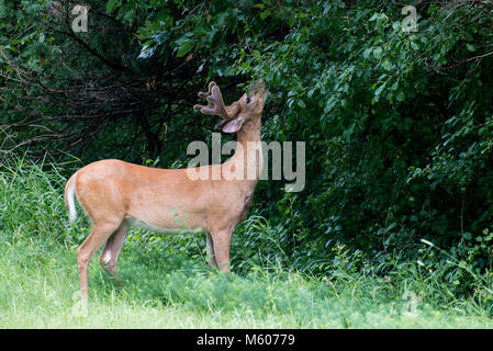 Vadnais Heights, Minnesota. John H. Allison forêt. Le cerf de Virginie, l'Odocoileus virginianus. Le cerf avec ses bois de velours buck manger la veget Banque D'Images