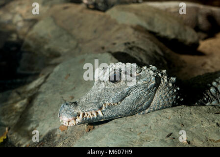 Apple Valley, Minnesota. Minnesota Zoo. L'Afrique de l'Ouest, Crocodile nain Osteolaemus tetraspis. Banque D'Images