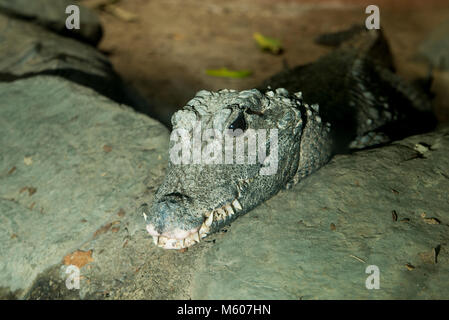 Apple Valley, Minnesota. Minnesota Zoo. L'Afrique de l'Ouest, Crocodile nain Osteolaemus tetraspis. Banque D'Images