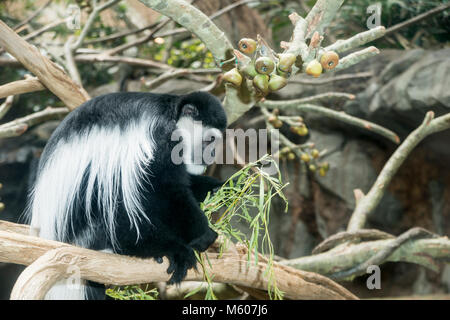 Apple Valley, Minnesota. Minnesota Zoo. Singe Colobus noir et blanc, Colobus guereza. Banque D'Images