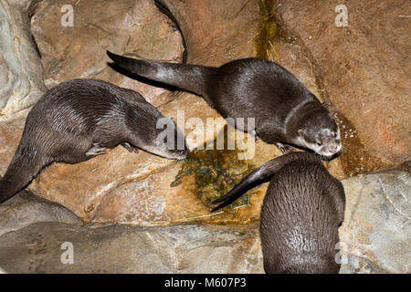 Apple Valley, Minnesota. Minnesota Zoo. Loutres Cendrées Asiatiques ; Aonyx cinerea. En utilisant les toilettes des loutres après avoir mangé du poisson. Ils habituellement désigner sur Banque D'Images