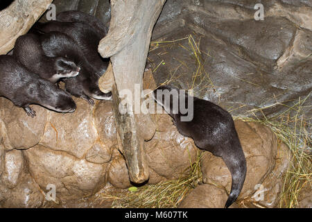 Apple Valley, Minnesota. Minnesota Zoo. Loutres Cendrées ; Aonyx cinerea. Après la poursuite d'un groupe rassemblé autour de la femelle d'un côté de ce journal à Banque D'Images