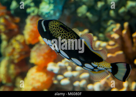 Apple Valley, Minnesota. Minnesota Zoo. Balistoides conspicillum, balistes clown. Banque D'Images