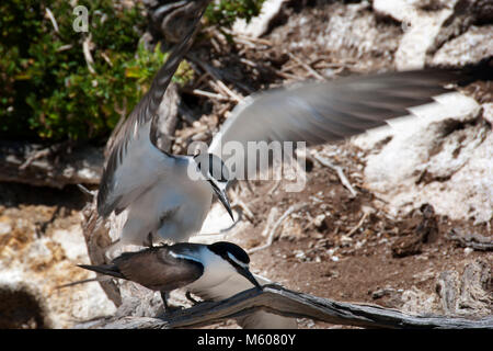 La sterne bridée (Onychoprion anaethetus) l'accouplement sur l'île en mer dans le parc marin des îles de Shoalwater, Australie occidentale Banque D'Images